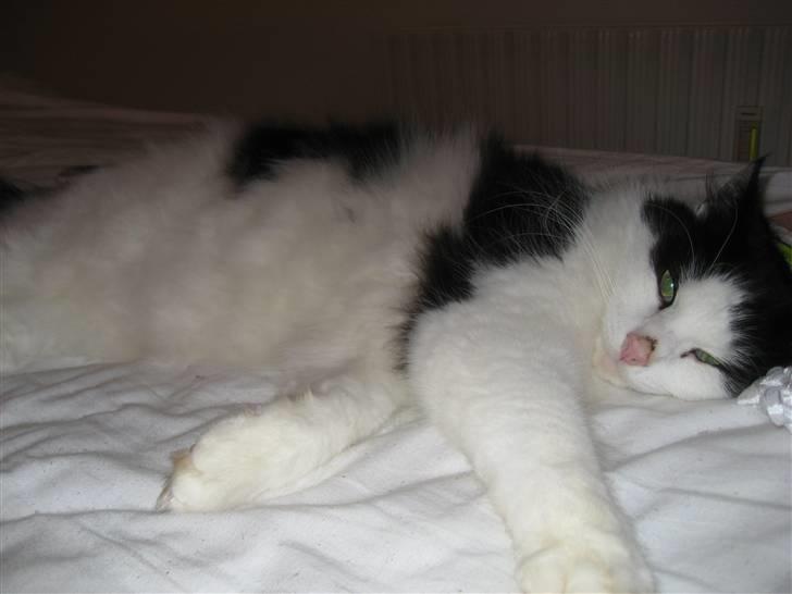 Blanding af racer Zorro - Yndlingsbeskæftigelse - sove.. Det går der meget tid med... billede 6