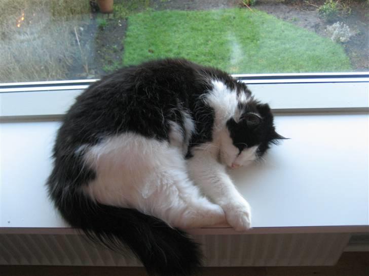 Blanding af racer Zorro - Godnat igen....!! billede 7