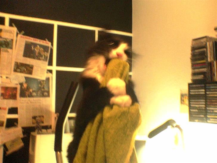 Huskat Tilde - Tilde leger med mit træningsapperat og et håndklæde. billede 2