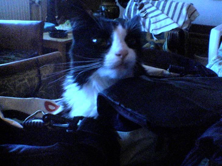 Huskat Tilde - Puttekatten som er nysgerrig. billede 3