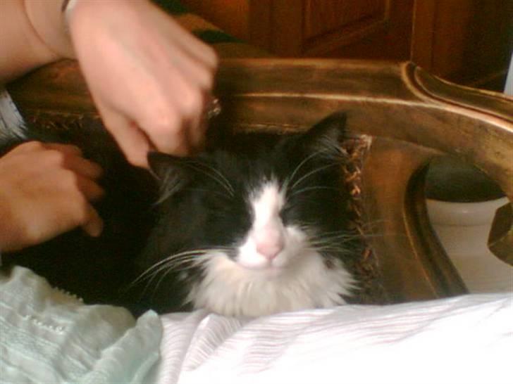 Huskat Tilde - En rigtig lille kælekat billede 4