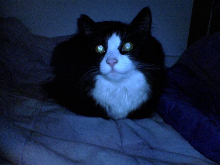 Huskat Tilde - Tilde Hygger sig i sin hule. Den er hun nu glad for. billede 5