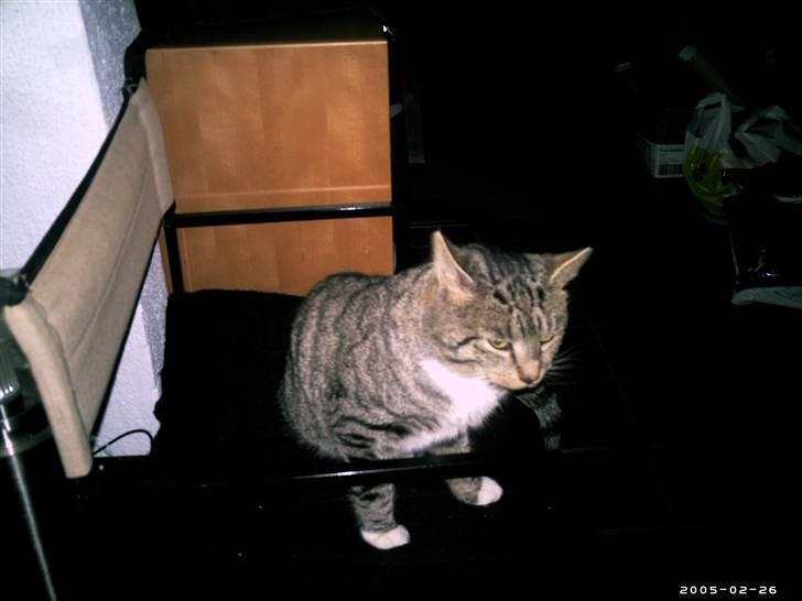 Blanding af racer Missemand *Ikke min mere* - Velkommen til min profil. Unskyld der ikk er så mange billeder! Men det kommer. Men smid en kommentar! <33 xD billede 1