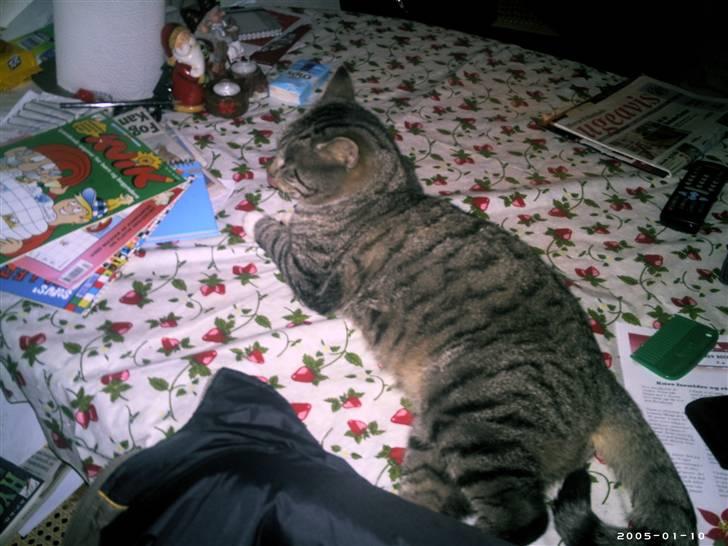 Blanding af racer Missemand *Ikke min mere* - Jeg sover, så atop med at tage billeder? <33 xD billede 2