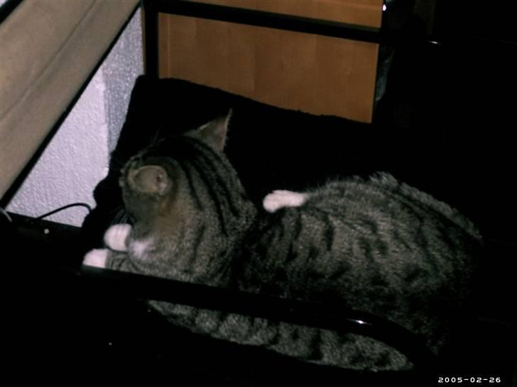 Blanding af racer Missemand *Ikke min mere* - Så stop det dog, når jeg sover? <33 xD billede 3