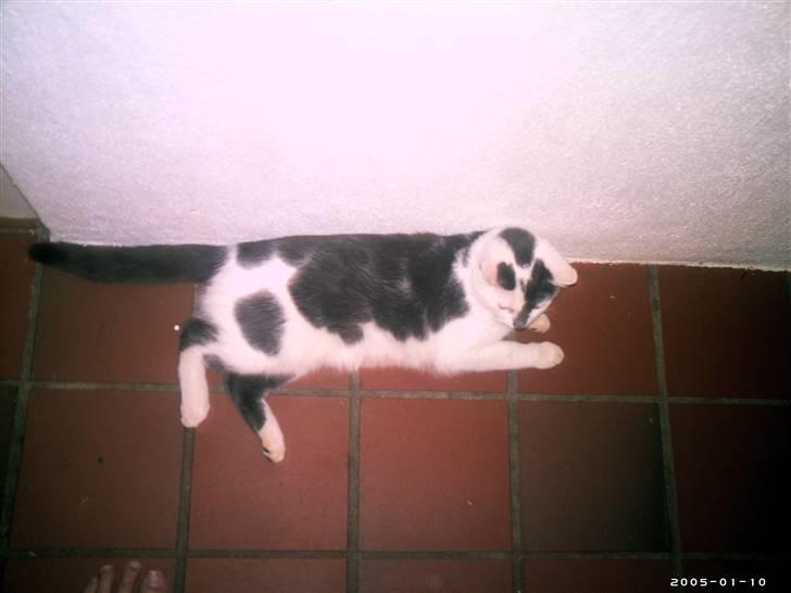 Blanding af racer Bamse  † R.I.P † - Velkommen til min profil. Men smid en kommentar. <33 xD billede 1