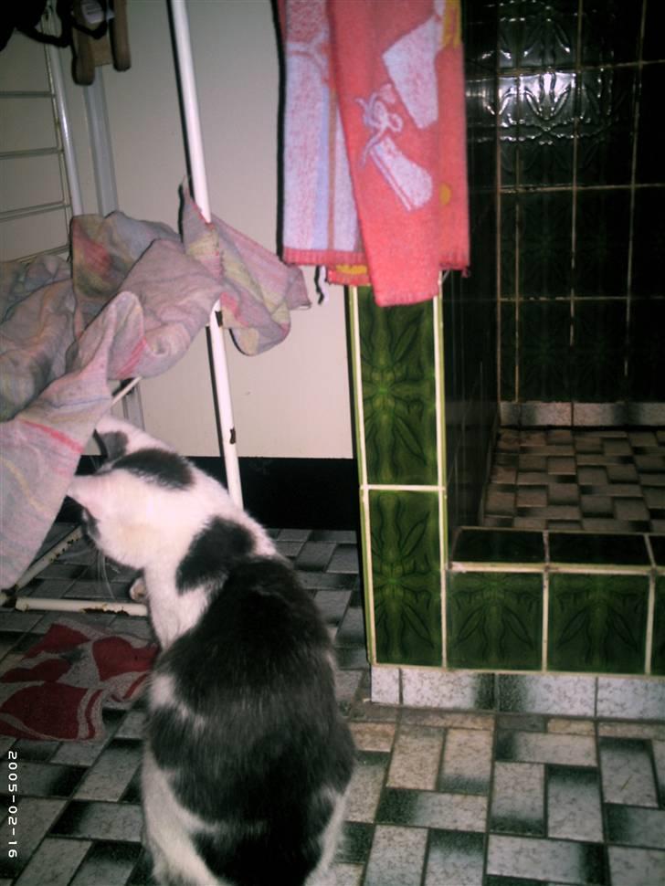 Blanding af racer Bamse  † R.I.P † - Hvad er det derinde? <33 xD billede 2