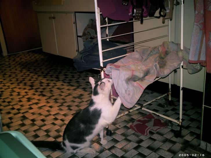 Blanding af racer Bamse  † R.I.P † - Hvad er det for en mærkelig? <33 xD billede 3