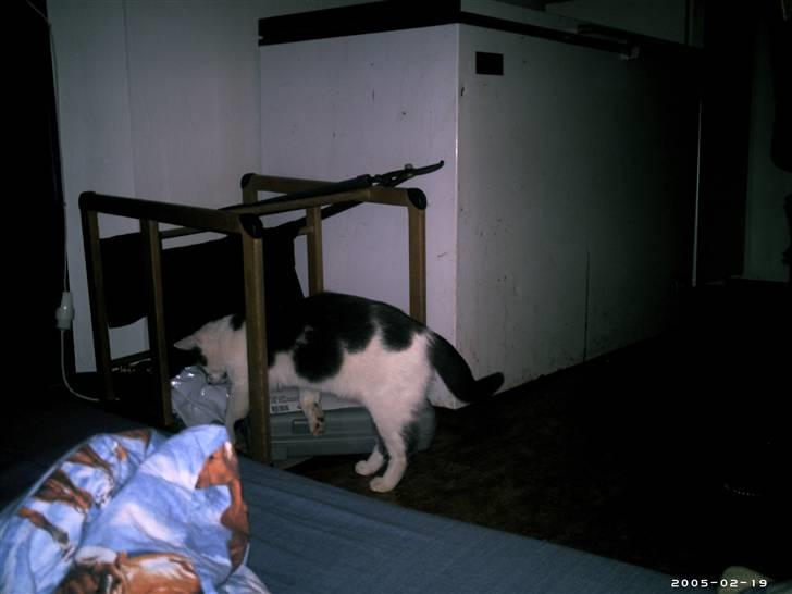 Blanding af racer Bamse  † R.I.P † - Nu går jeg altså ud herinde fra <33 xD billede 4