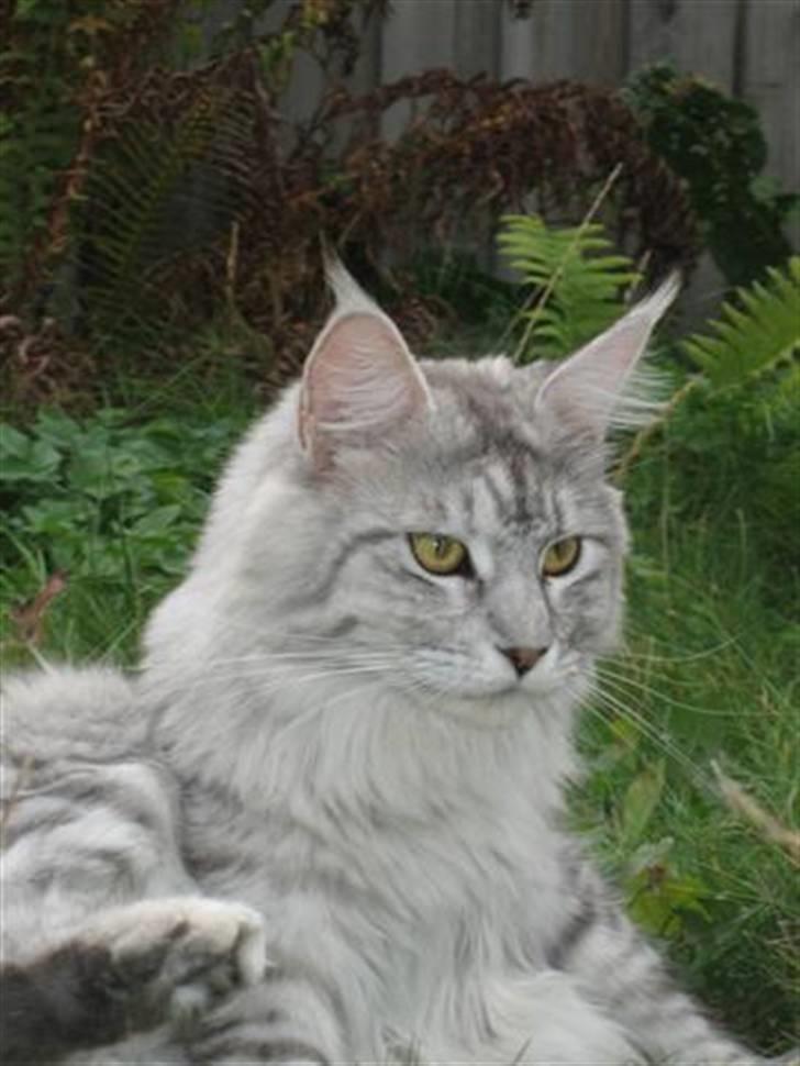 Maine Coon Mountaineer's Rianna billede 1