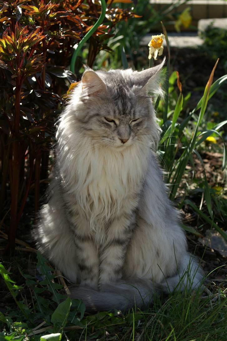 Maine Coon Mountaineer's Rianna billede 2