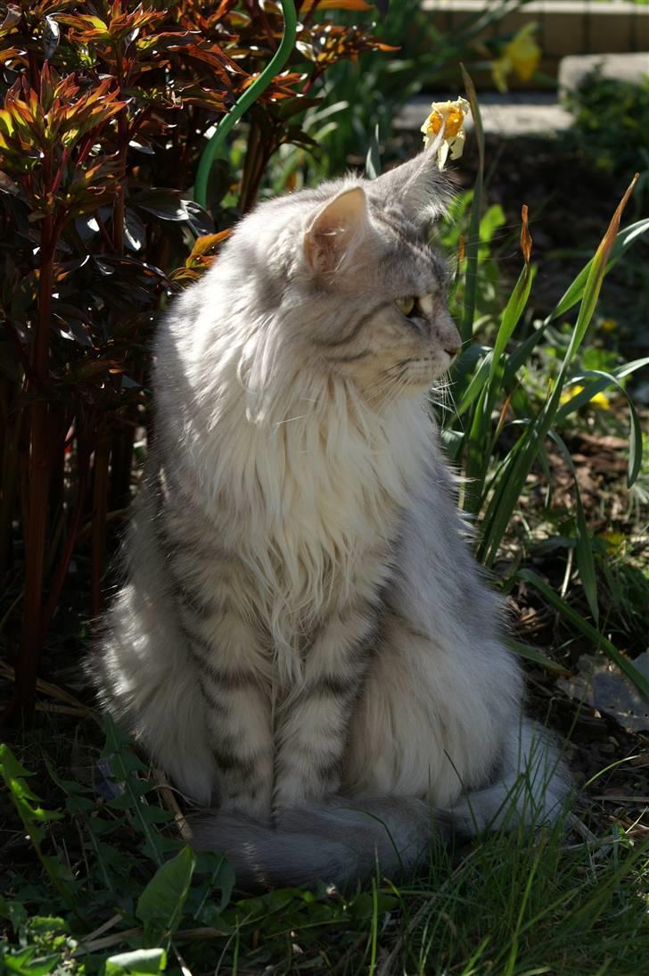 Maine Coon Mountaineer's Rianna billede 3