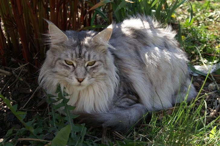 Maine Coon Mountaineer's Rianna billede 4
