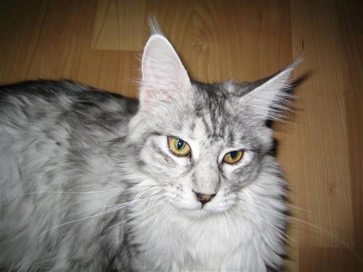 Maine Coon Mountaineer's Rianna billede 5