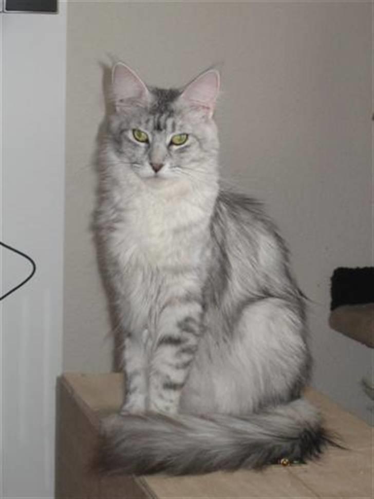 Maine Coon Mountaineer's Rianna billede 6