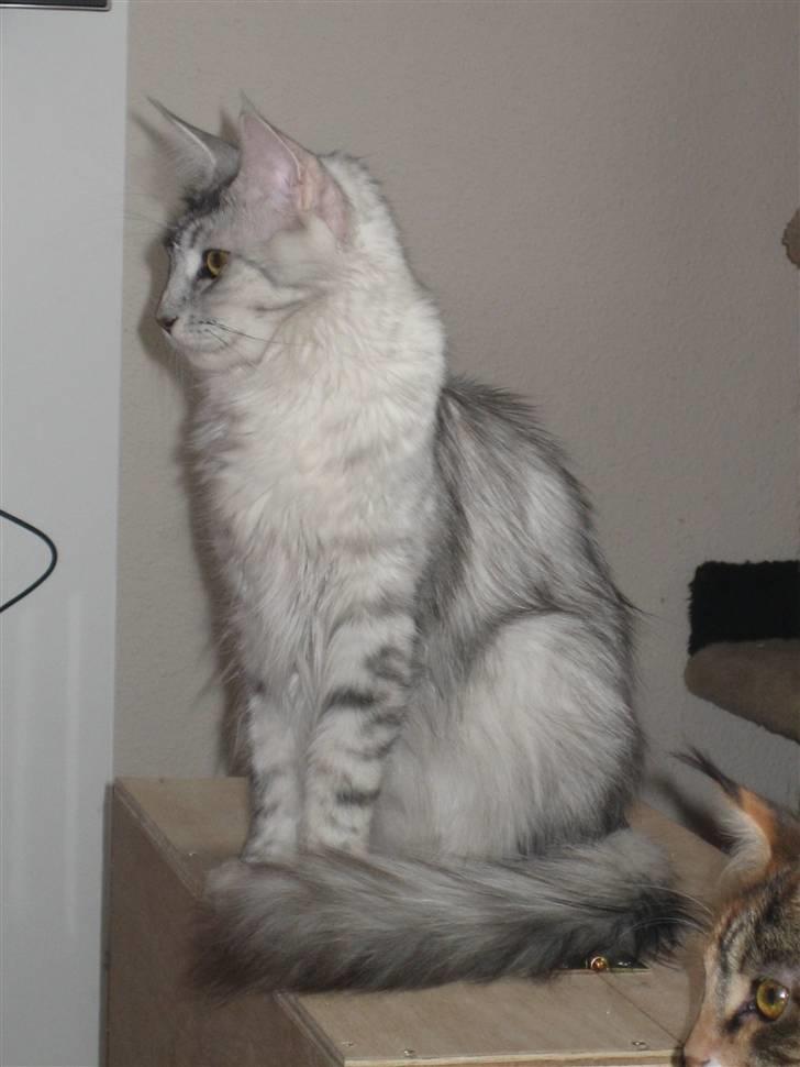 Maine Coon Mountaineer's Rianna billede 7