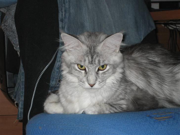 Maine Coon Mountaineer's Rianna billede 8