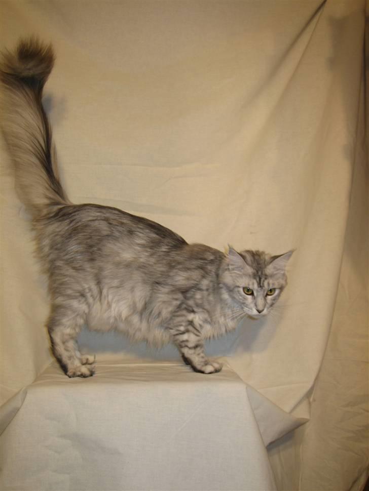 Maine Coon Mountaineer's Rianna billede 9