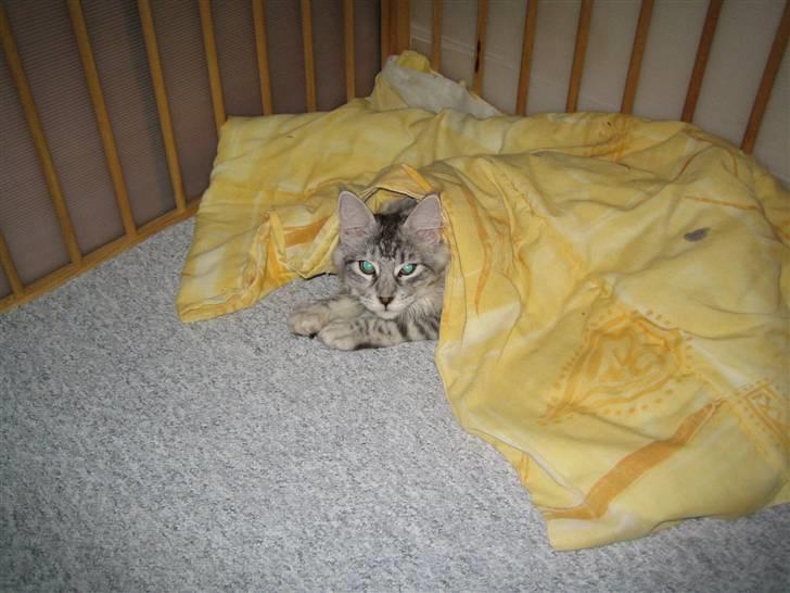 Maine Coon Mountaineer's Rianna billede 10