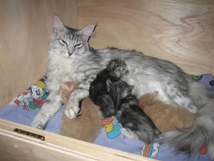 Maine Coon Mountaineer's Rianna - Rianna med sit første kuld billede 11