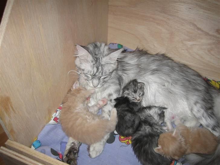 Maine Coon Mountaineer's Rianna - Endnu et billed med killingerne billede 12