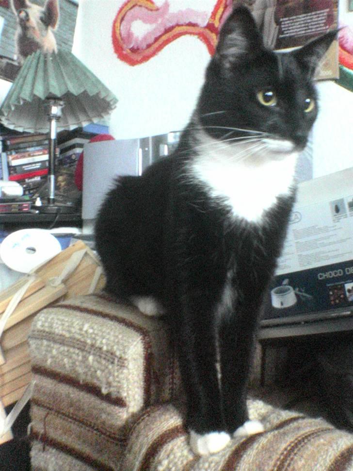 Huskat Fnuller - Man kan ikke se det her, men han sidder mærkeligt, for det kan han godt lide. billede 1