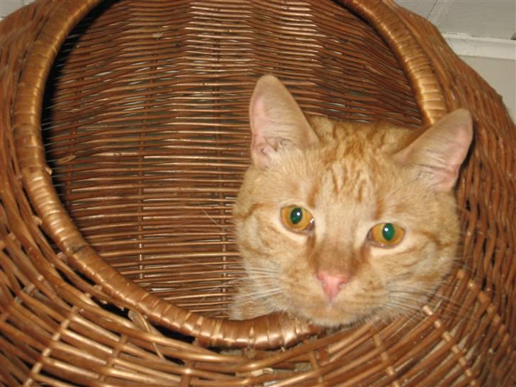 Huskat max billede 1