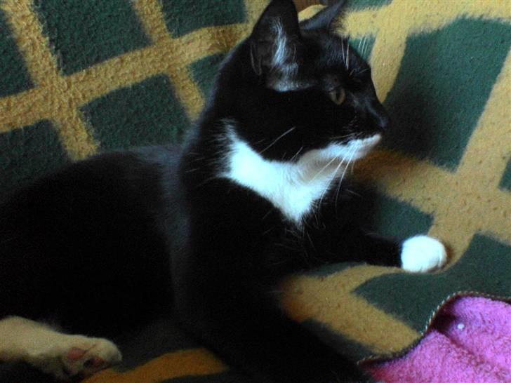 Huskat Fnuller - Fnuller da han var ca 2. billede 2