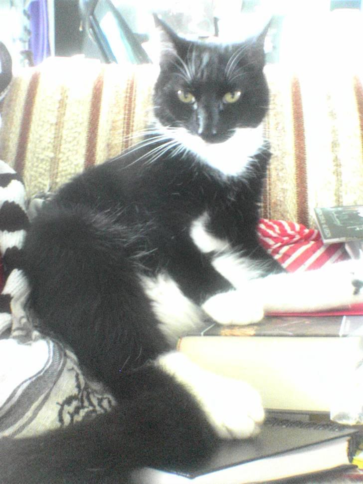 Huskat Fnuller - Han sidder her på min ene bog med en slikpose ved siden af. Der var han åbenbart godt tilpas. billede 3