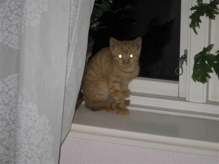 Huskat max billede 2