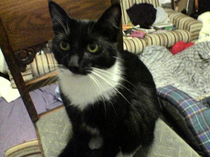 Huskat Fnuller - Han er ikke glad for at sidde stille så for at få billeder måtte han distraheres. billede 4