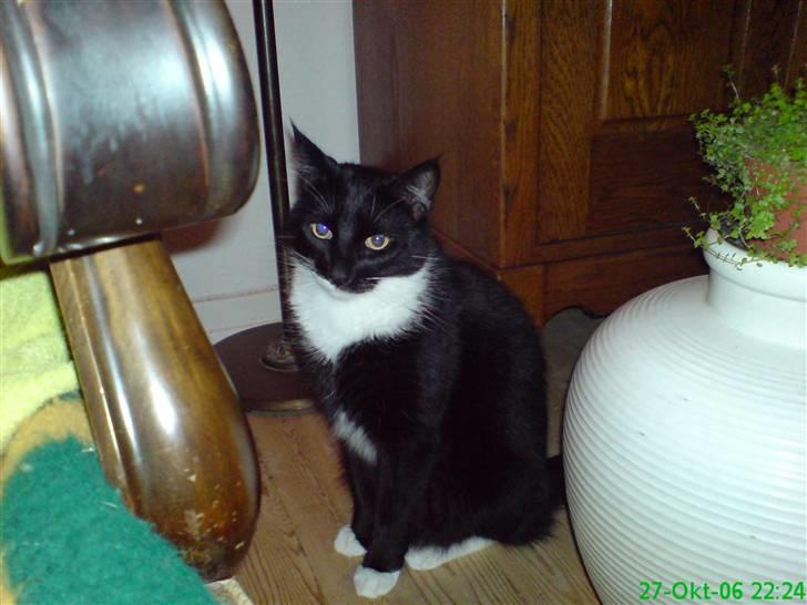 Huskat Fnuller - Sådan ser han ud nu. Rigtig voksen. billede 5