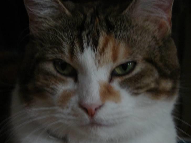 Huskat Miss MAXI  1999-2019 - Portræt. billede 1