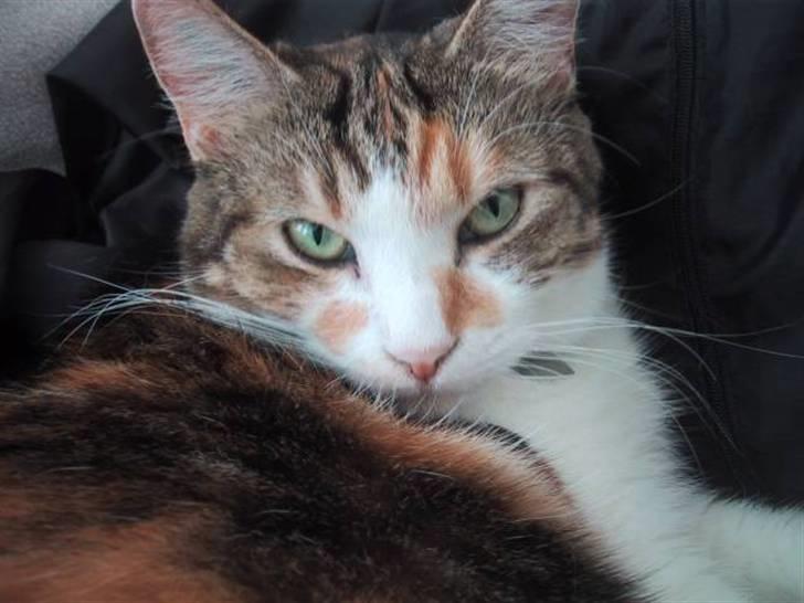 Huskat Miss MAXI  1999-2019 - Hey ikke flere billeder paparazi. billede 2