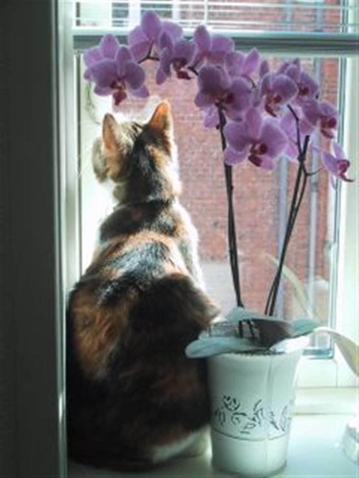 Huskat Miss MAXI  1999-2019 - Ohh min orkidé billede 3