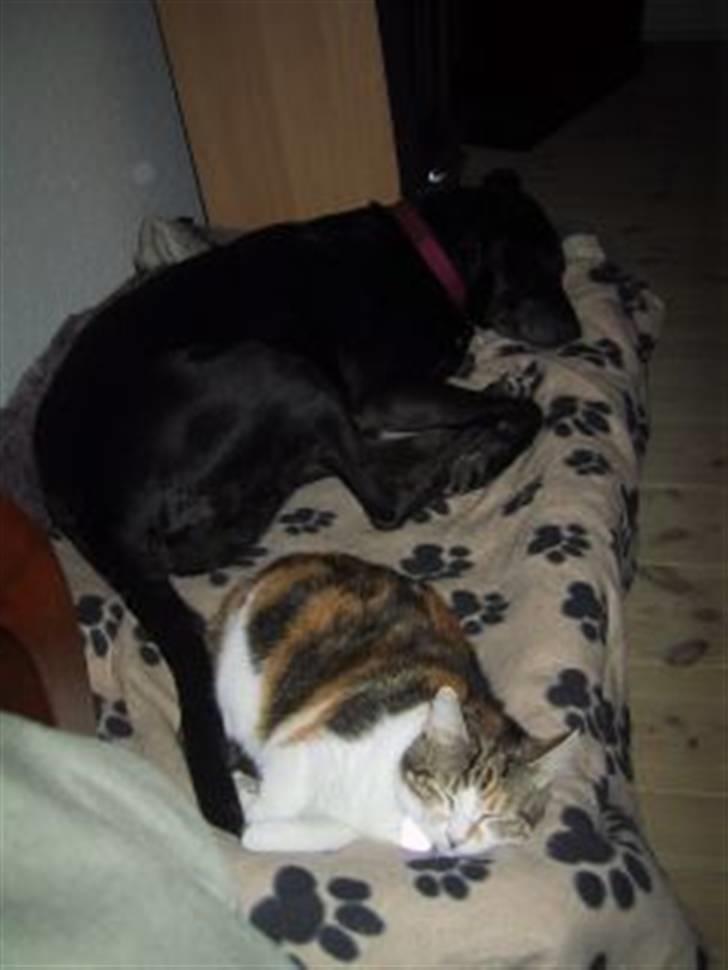 Huskat Miss MAXI  1999-2019 - MIN HUND!!! billede 4