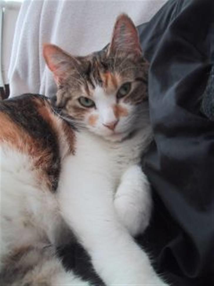 Huskat Miss MAXI  1999-2019 - Er jeg da ikke yndig måske?? billede 5