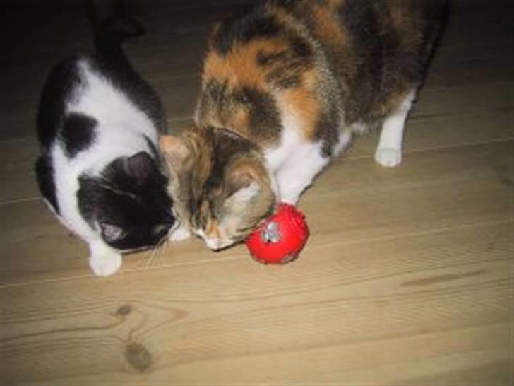 Huskat Miss MAXI  1999-2019 - Aktivering med aktivitetsbold. billede 6