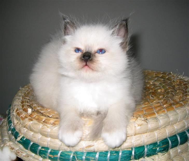 Hellig Birma Chicabee's Calypso  billede 11