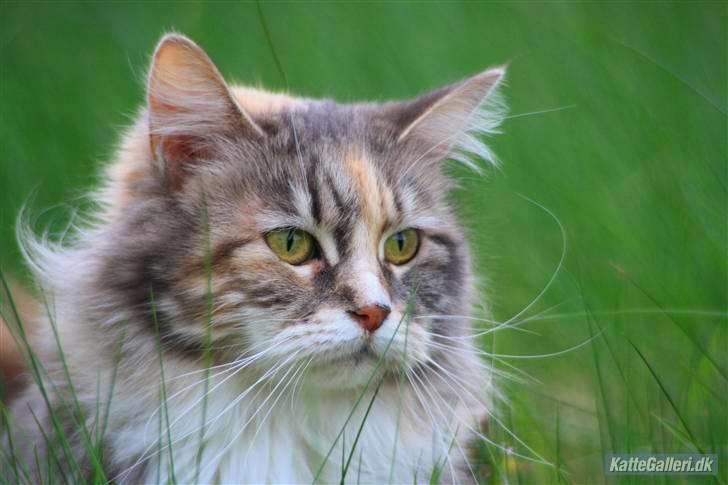 Maine Coon Breidabliks Artemis  - Artemis   billede 1