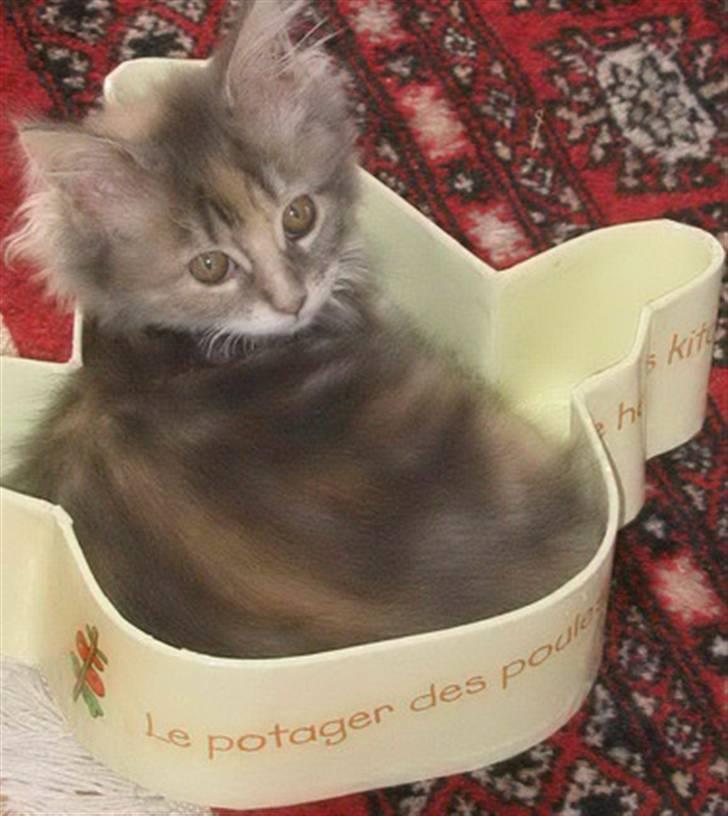 Maine Coon Breidabliks Artemis  billede 2