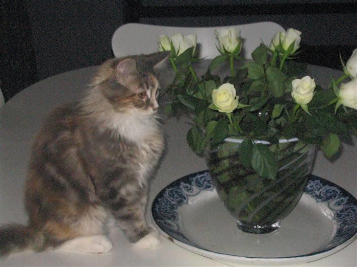 Maine Coon Breidabliks Artemis  billede 3