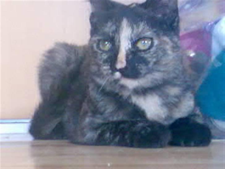 Huskat Naomi (solgt) - Naomi <33 billede 1