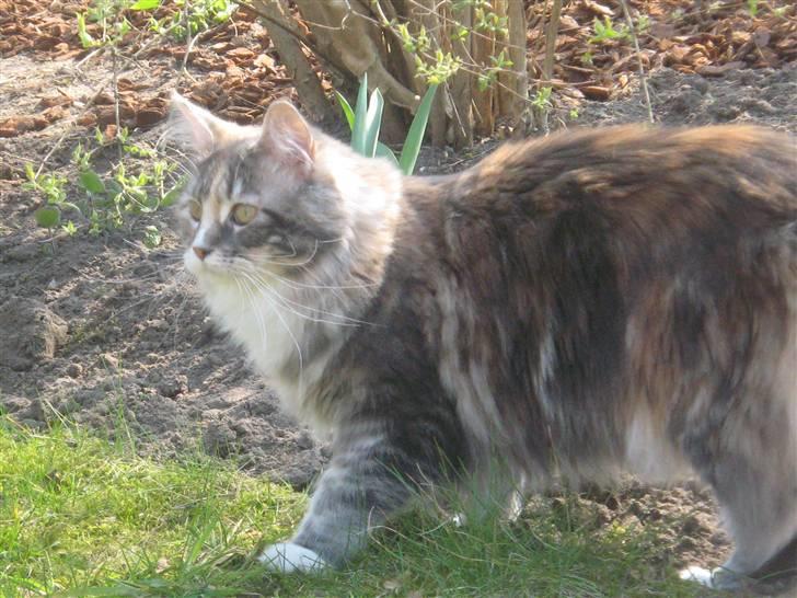 Maine Coon Breidabliks Artemis  billede 5