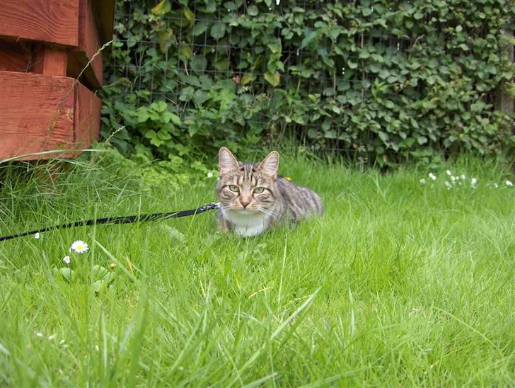 Huskat Mille - RIP - 13-07-07 billede 15