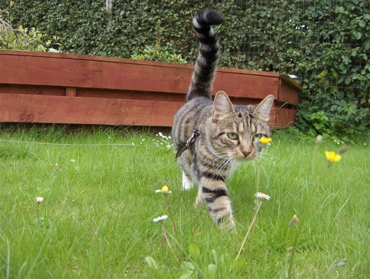 Huskat Mille - RIP - 13-07-07 billede 16