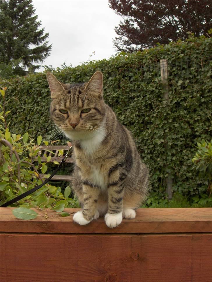 Huskat Mille - RIP - 13-07-07 billede 17