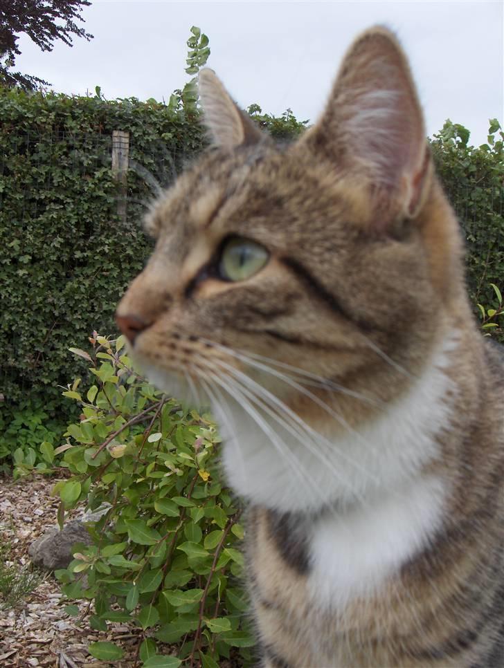 Huskat Mille - RIP - 13-07-07 billede 18