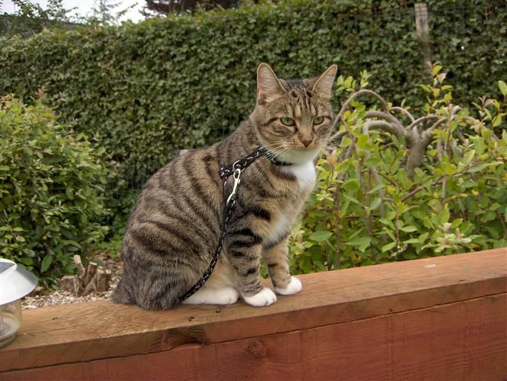 Huskat Mille - RIP - 13-07-07 billede 19