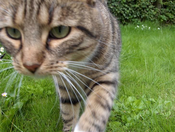 Huskat Mille - RIP - 13-07-07 billede 20